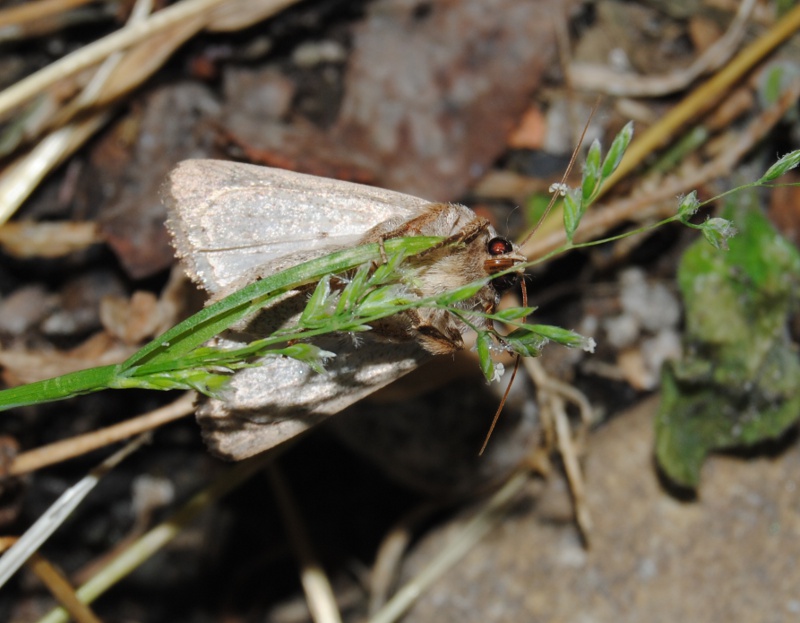 Identificazione - Hoplodrina cf. ambigua